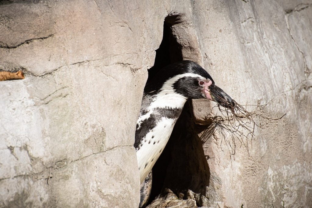 Penguin Nest Building Animal  - Alexas_Fotos / Pixabay