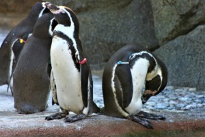 Penguins Bird Antartica Animal Zoo  - Jessmab / Pixabay