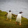 Penguins Falkland Nature Bird  - spalla67 / Pixabay