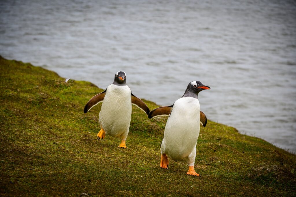 Penguins Falkland Nature Bird  - spalla67 / Pixabay