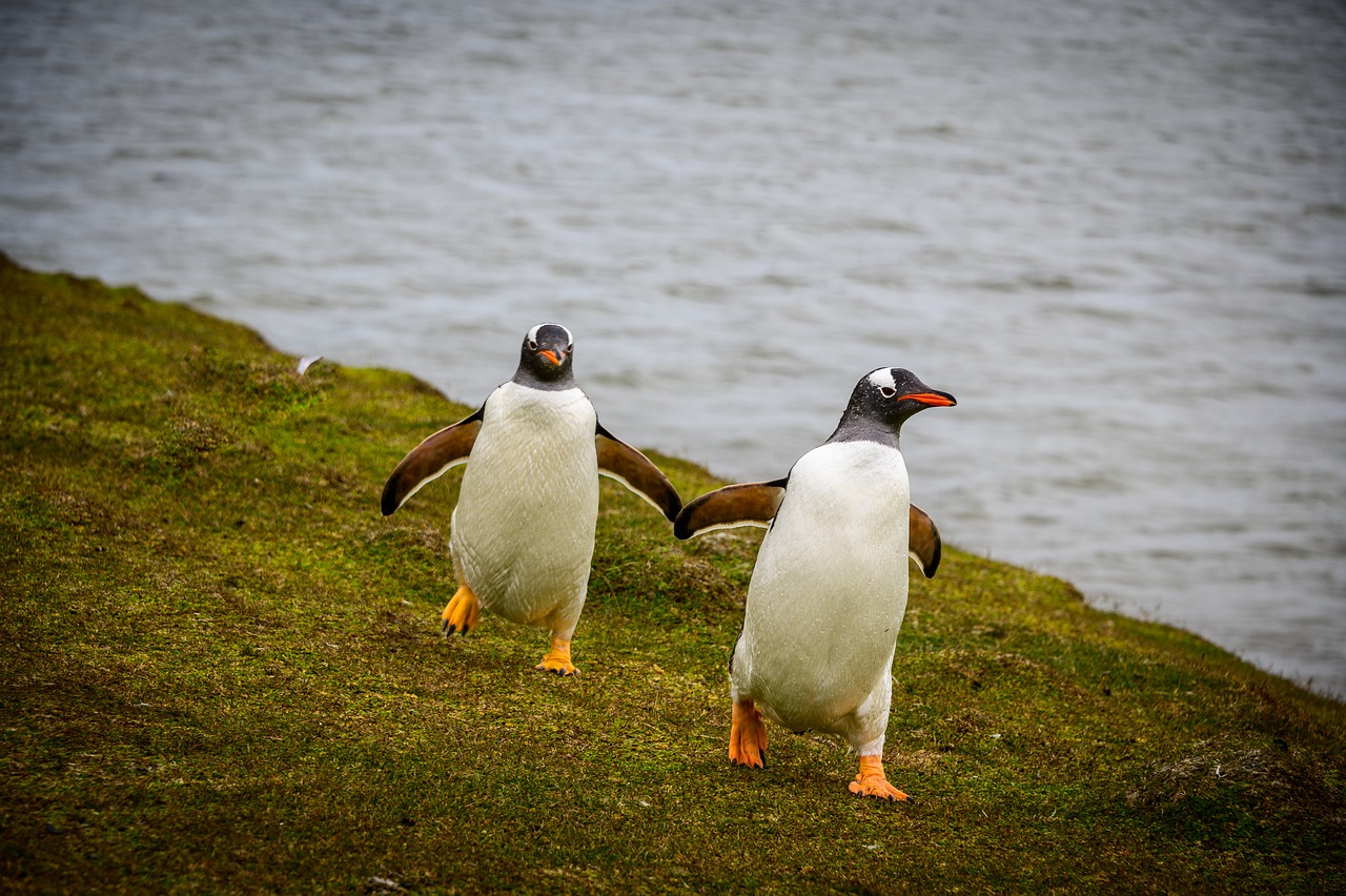 Penguins Falkland Nature Bird  - spalla67 / Pixabay