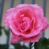 Peony Flower Pink Petals Garden  - Juanjo1664 / Pixabay
