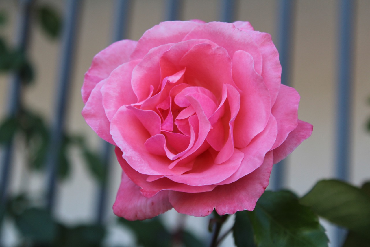 Peony Flower Pink Petals Garden  - Juanjo1664 / Pixabay