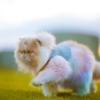 Persian Cat Pet Walk Cat Vest  - RebaSpike / Pixabay