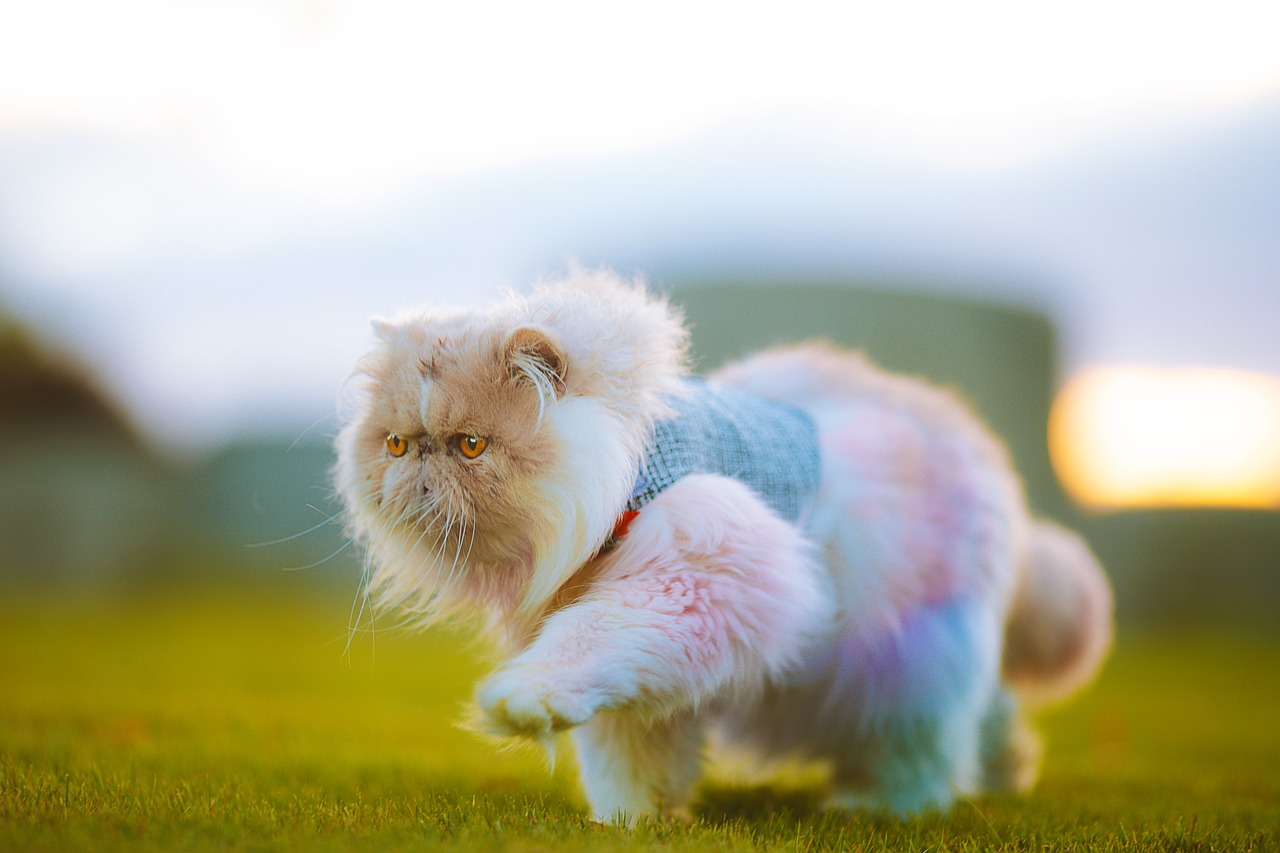 Persian Cat Pet Walk Cat Vest - RebaSpike / Pixabay