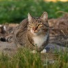 Pet Cat Outdoors Kitten Tabby  - azxa661 / Pixabay
