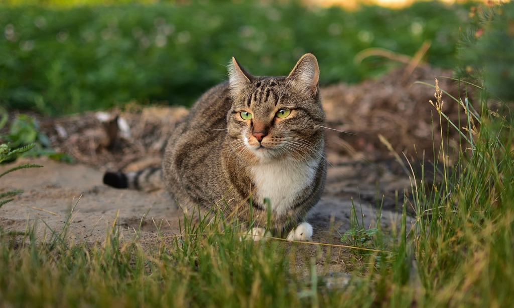 Pet Cat Outdoors Kitten Tabby  - azxa661 / Pixabay