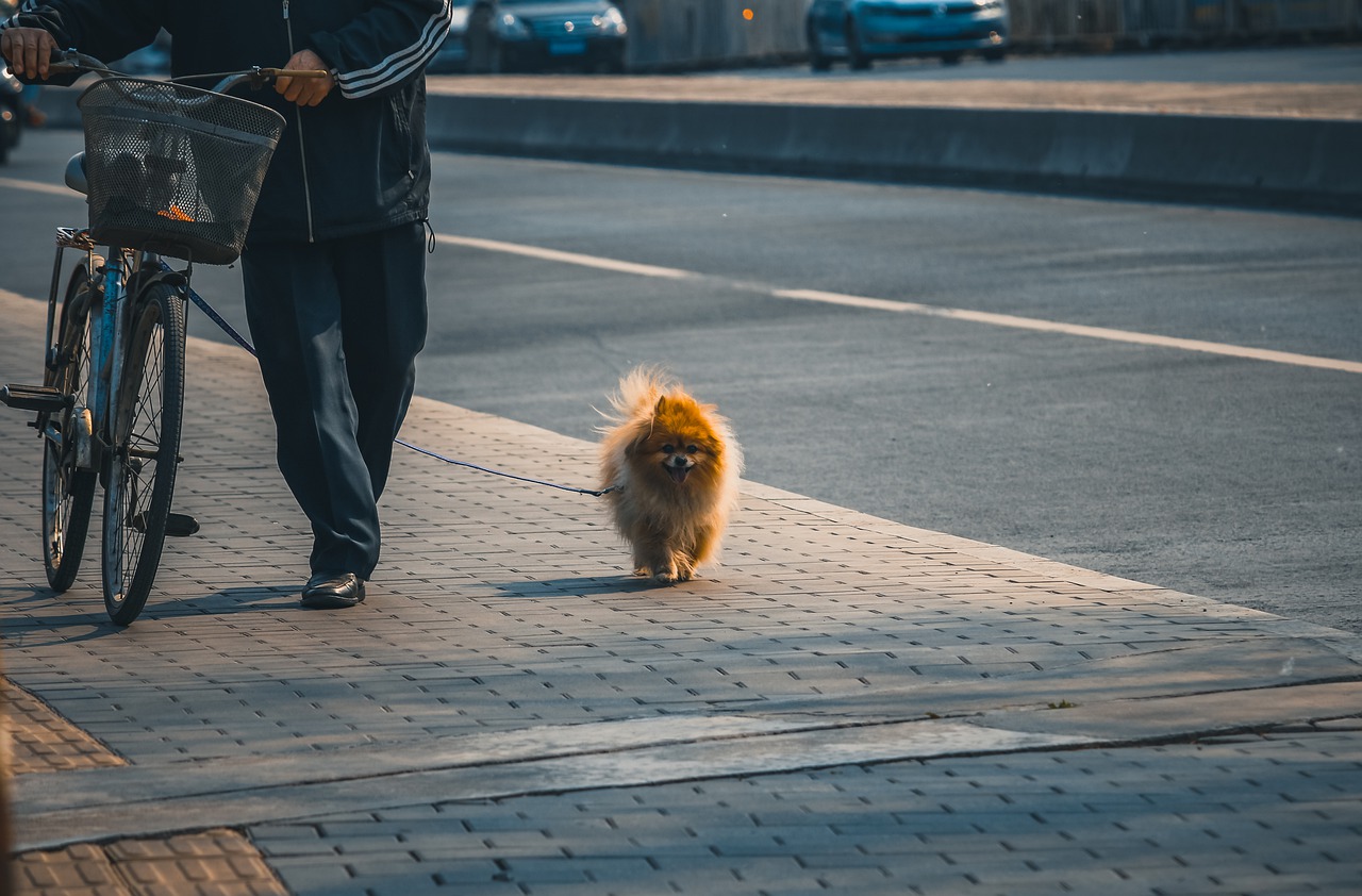 Pet Dog Street Walking The Dog - lace530 / Pixabay
