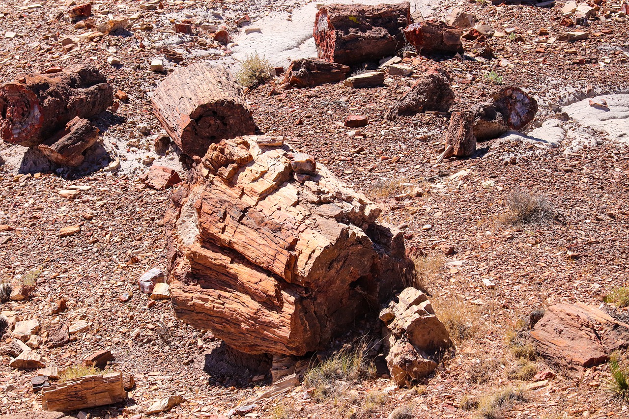 Petrified Forest Arizona Usa  - aiamkay / Pixabay