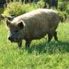 Pig Kunekune Animal Mammal Grass  - Elsemargriet / Pixabay