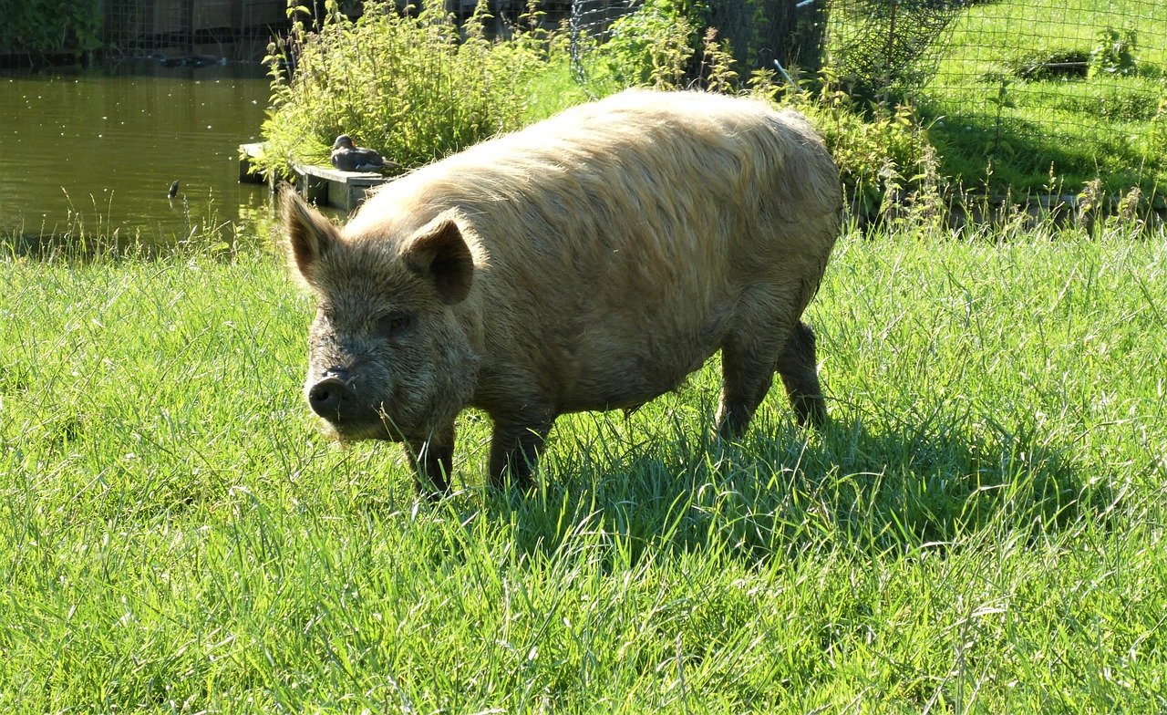 Pig Kunekune Animal Mammal Grass  - Elsemargriet / Pixabay