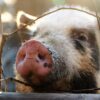 Pig Snout Muzzle Fence Head  - ivabalk / Pixabay