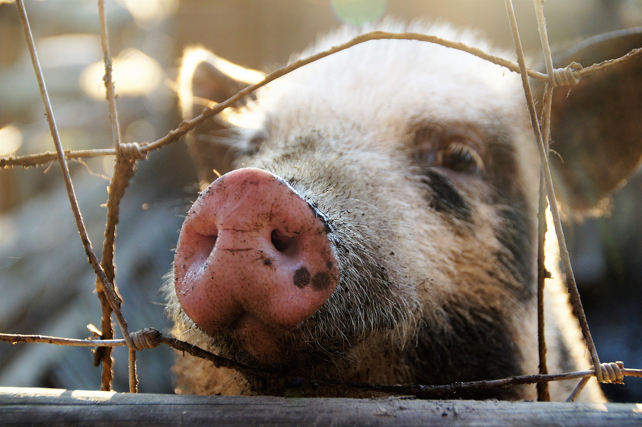 Pig Snout Muzzle Fence Head - ivabalk / Pixabay