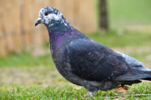 Pigeon Bird Travel Pigeon  - dendoktoor / Pixabay