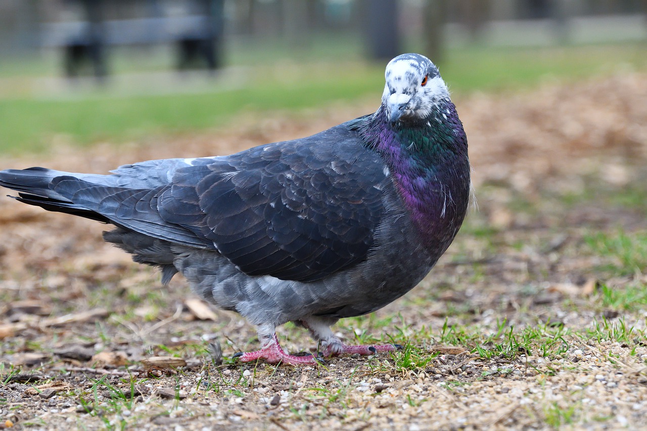 Pigeon Bird Travel Pigeon  - dendoktoor / Pixabay