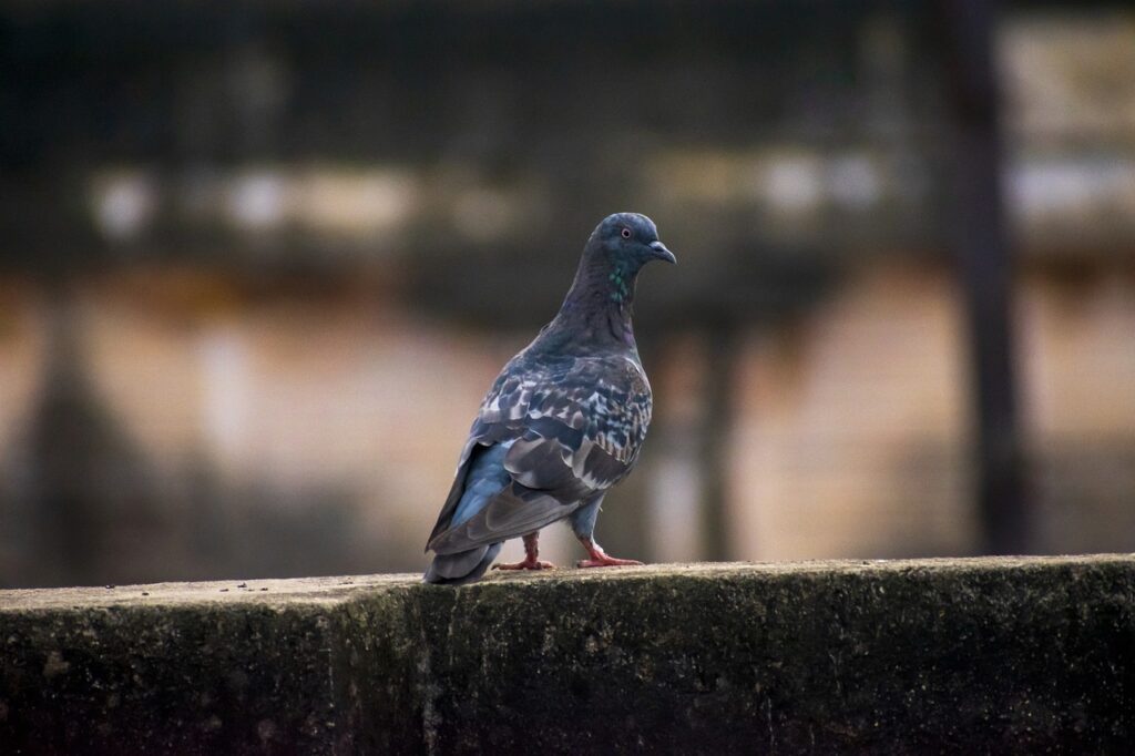 Pigeon Dove Ledge Perched Bird  - royonly / Pixabay