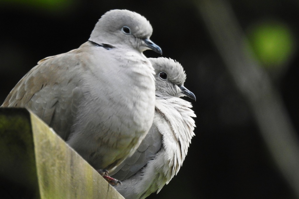 Pigeons Birds Nature Ornithology  - KnipsKaline / Pixabay