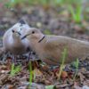 Pigeons Pair Birds Columbidae  - lisbethfelix / Pixabay