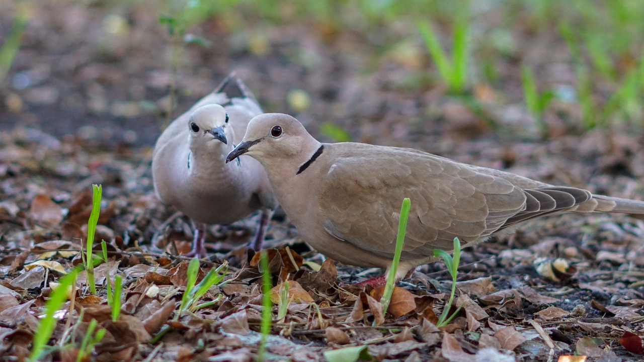 Pigeons Pair Birds Columbidae - lisbethfelix / Pixabay