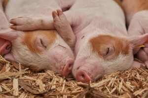 piglet mammal species fauna 3386356