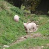 Pigs Animals Livestock Swine Pet  - GidonPico / Pixabay