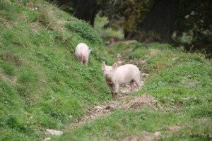 Pigs Animals Livestock Swine Pet  - GidonPico / Pixabay
