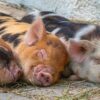 Pigs Piglet Animal Babies Cute  - Heidelbergerin / Pixabay