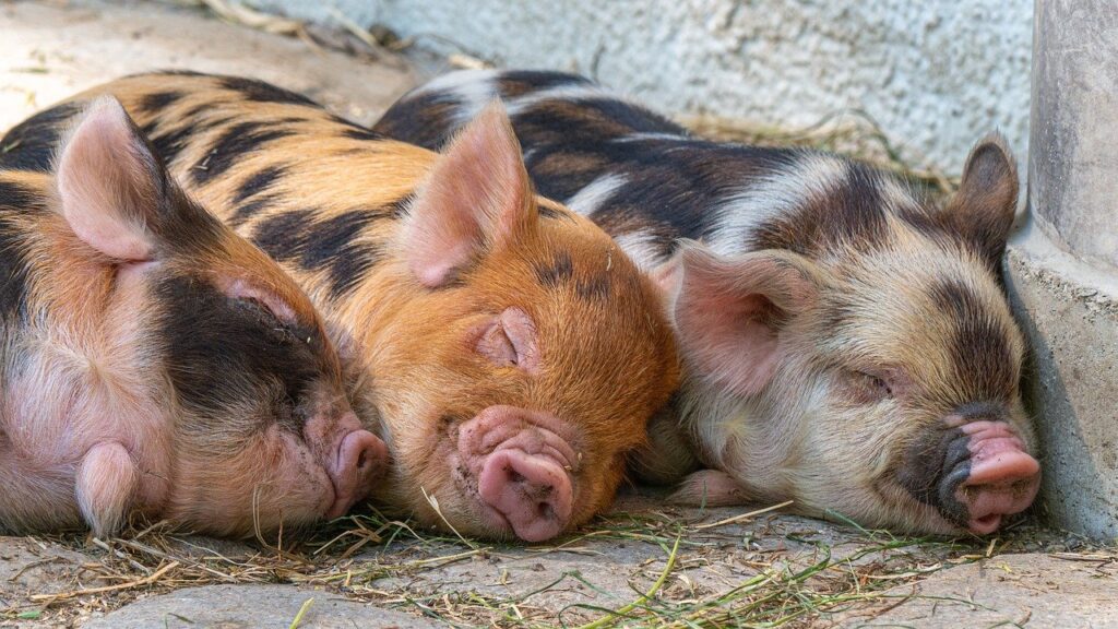 Pigs Piglet Animal Babies Cute  - Heidelbergerin / Pixabay