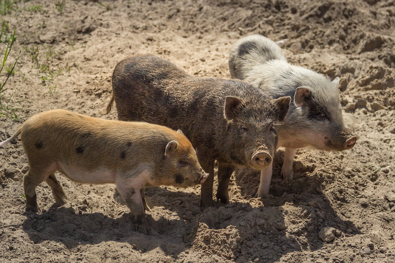 Pigs Three Small Piglet Cute  - guvo59 / Pixabay
