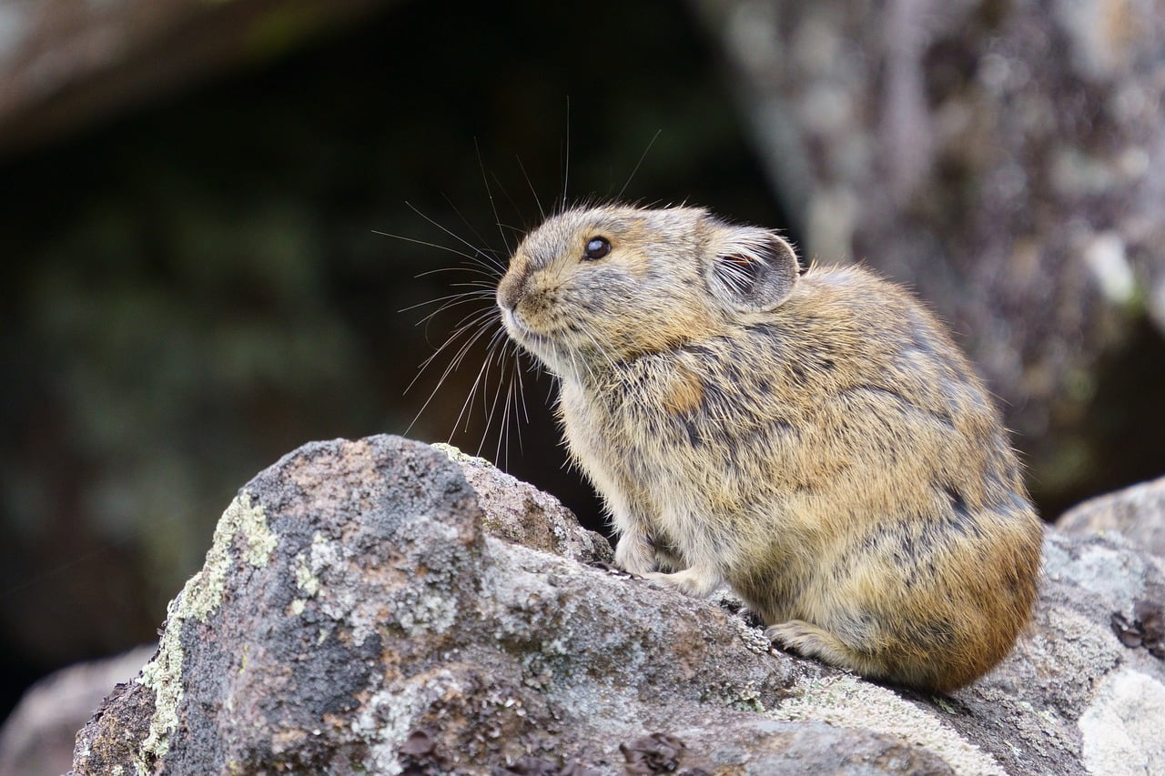 Pika Animal Wildlife Nature Cute  - makieni777 / Pixabay