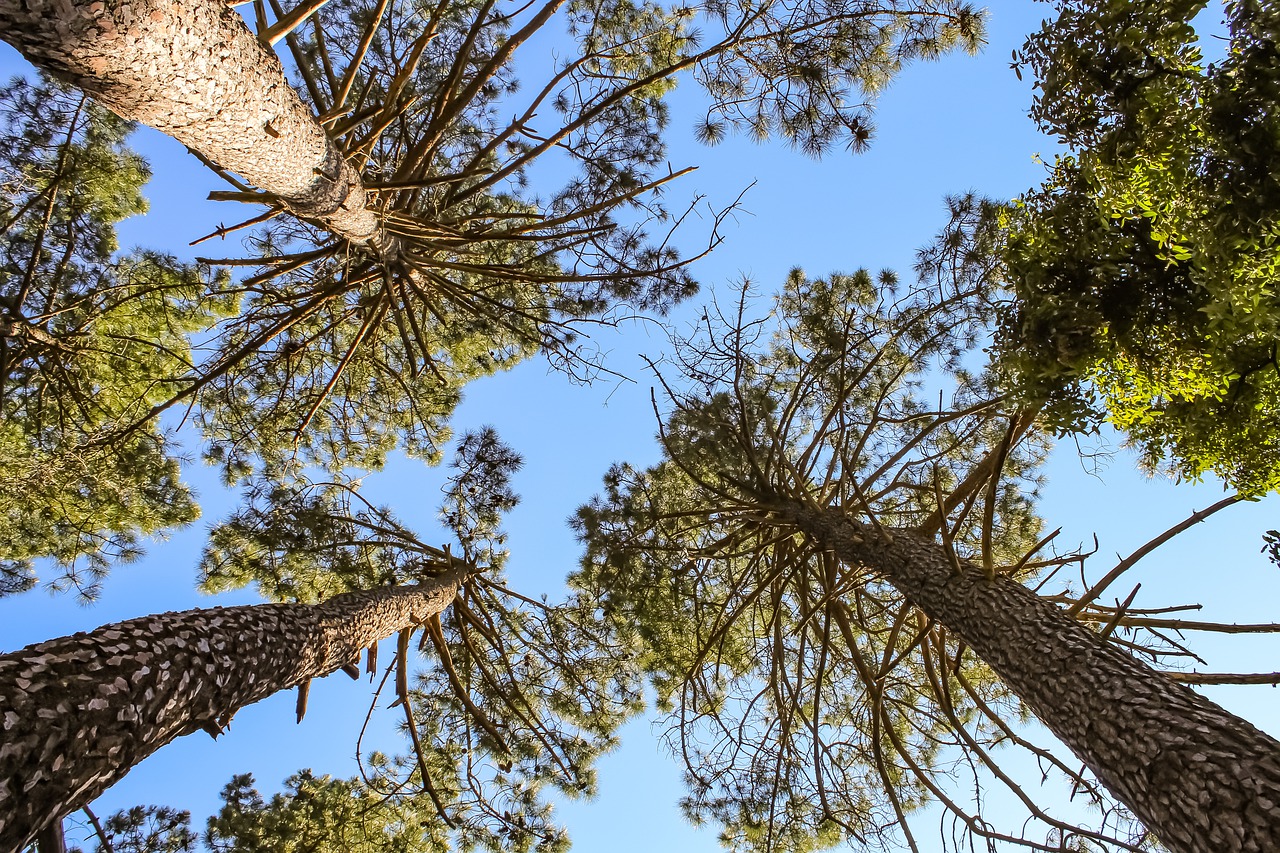 Pine Conifers Trees Leaves Green  - VMonte13 / Pixabay