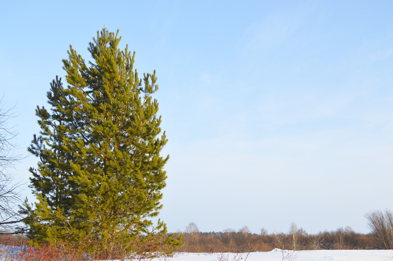 Pine Tree Winter Russia Nature  - maslovestas / Pixabay