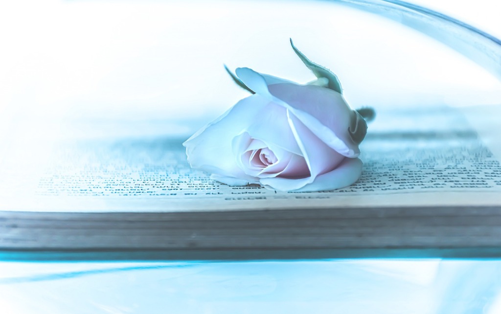 Pink Rose Romantic Poetry Vintage  - Ri_Ya / Pixabay