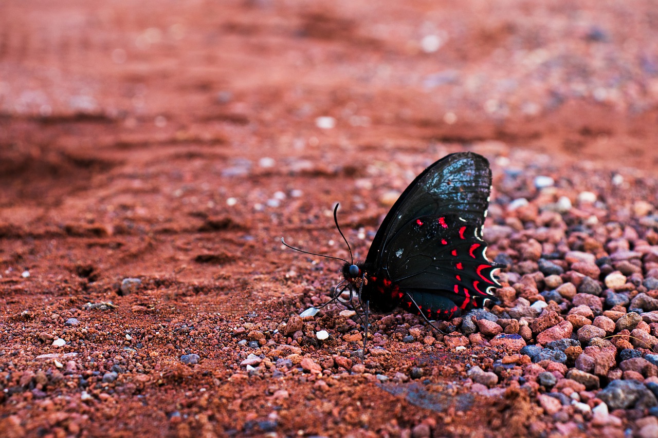 Pink Spotted Cattleheart Butterfly  - Aldarami / Pixabay