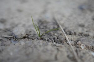 Plant Drought Nature Climate Dry  - Isaak_Matten / Pixabay