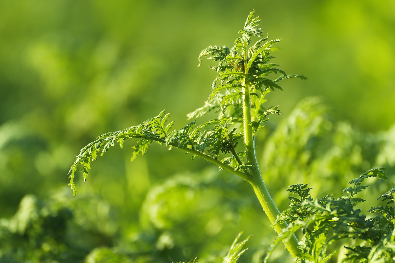 Plant Field Spring Country Nature  - Joshgmit / Pixabay