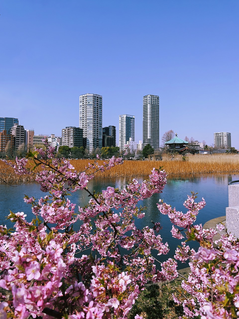 Plum Blossoms Shinobazu Pond Japan  - thedlkr / Pixabay