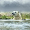 Polar Bear Bear Antarctica  - Erik_Karits / Pixabay