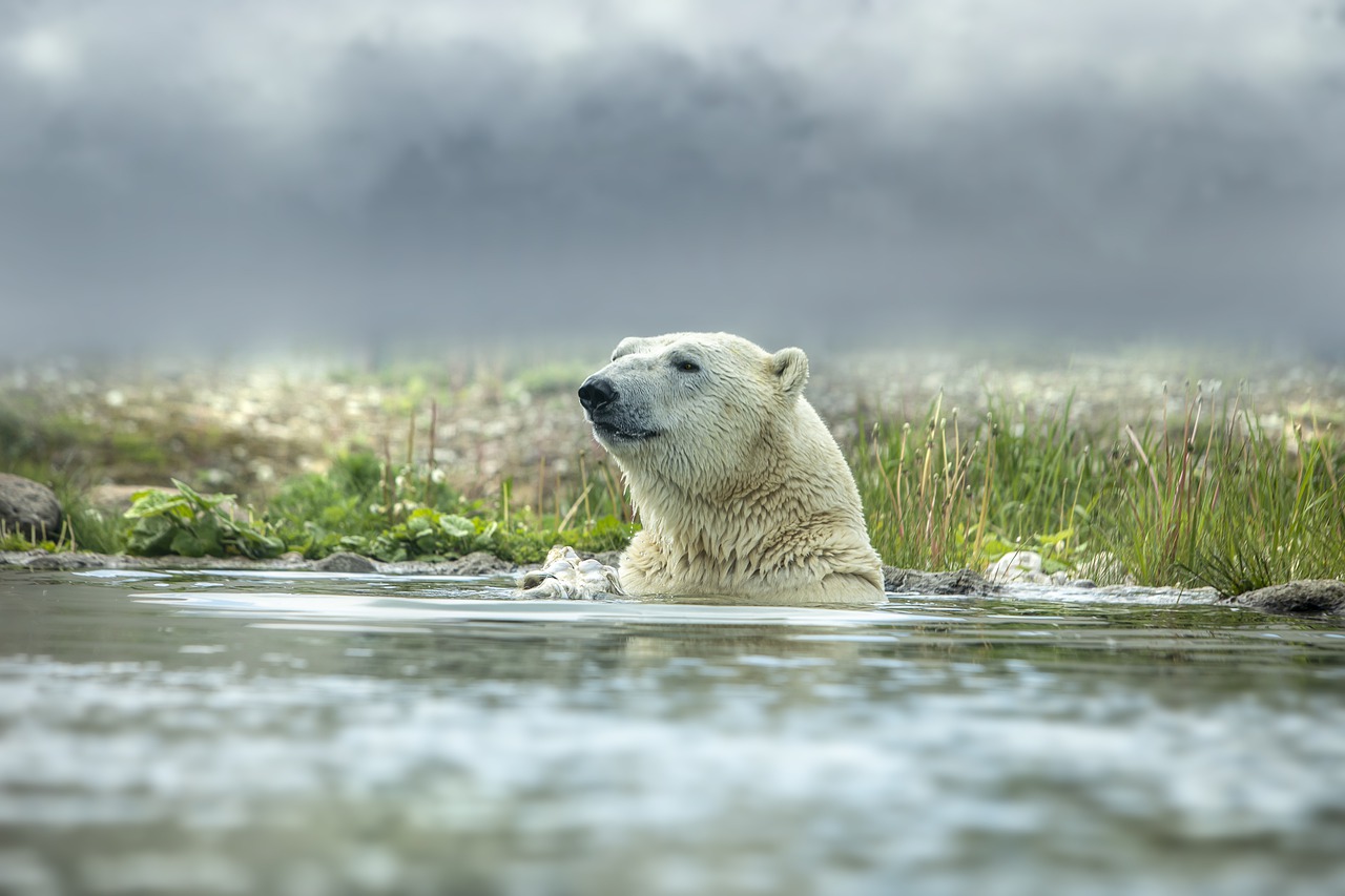 Polar Bear Bear Antarctica  - Erik_Karits / Pixabay