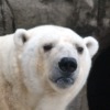 Polar Bear Ursus Maritimus Portrait  - zoosnow / Pixabay
