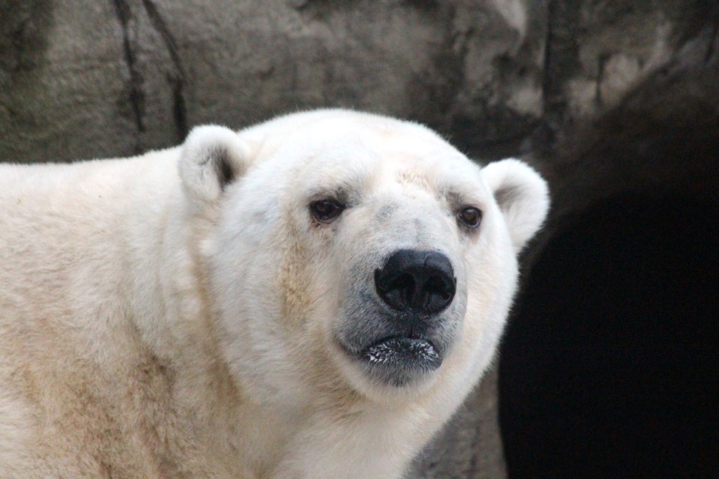 Polar Bear Ursus Maritimus Portrait  - zoosnow / Pixabay