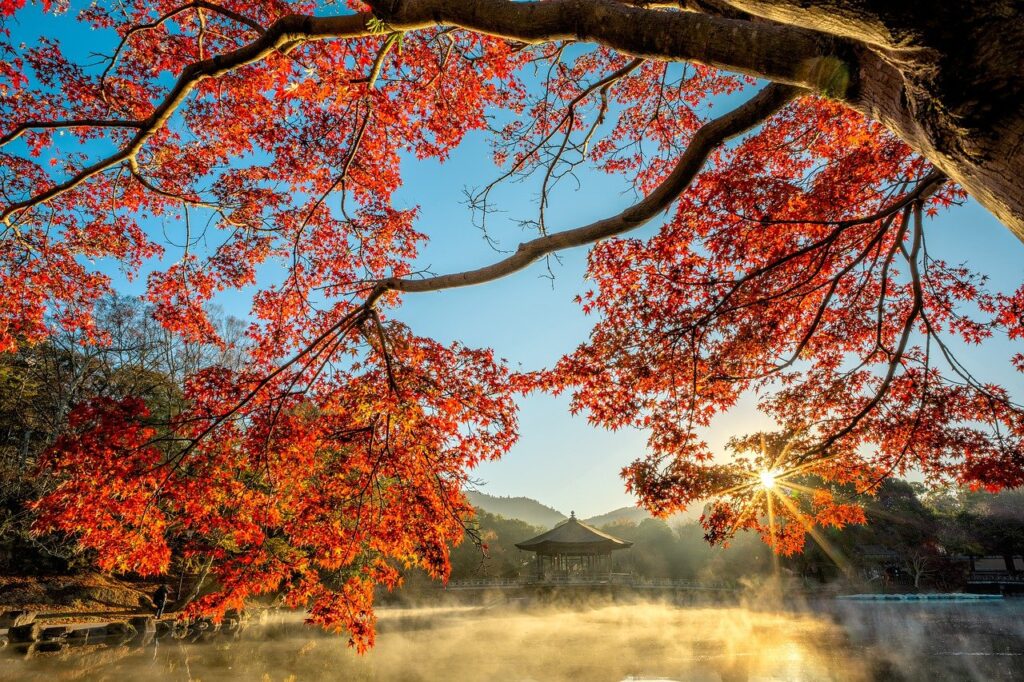 Pond Shia Autumn Tree Leaf Fog  - KANENORI / Pixabay