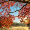 Pond Shia Autumn Tree Leaf Fog  - Kanenori / Pixabay