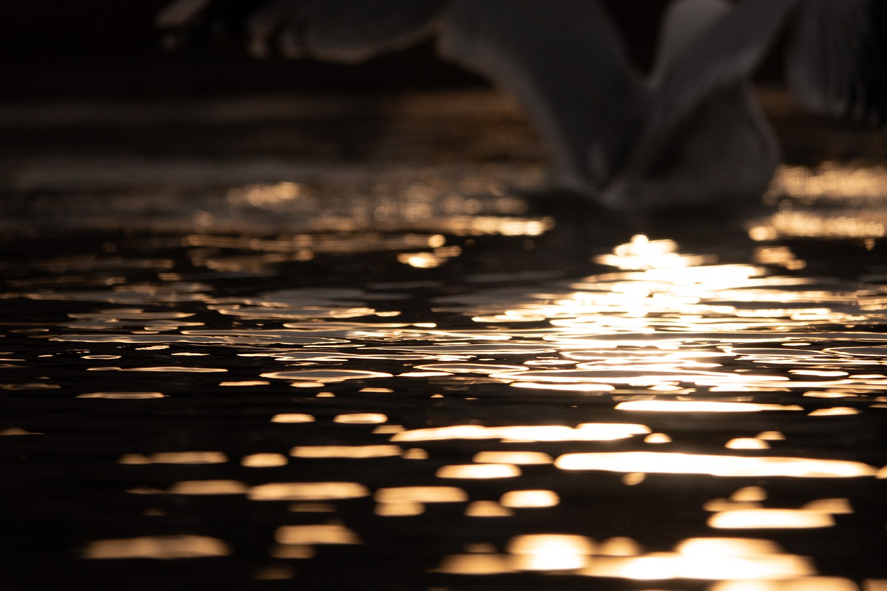Pond Water Ripples Sunset Bird  - kennethsuth / Pixabay