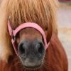 Pony Brown Horse Hairstyle Halter  - manfredrichter / Pixabay