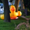 Pool Float Floaty Animal Duck  - islandworks / Pixabay
