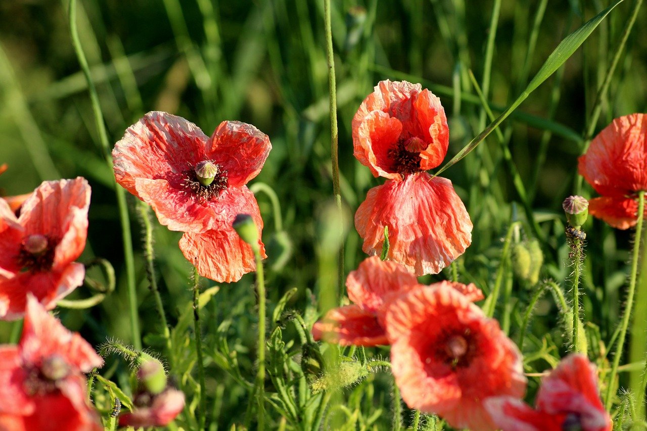 Poppies Flowers Meadow Buds  - _Alicja_ / Pixabay