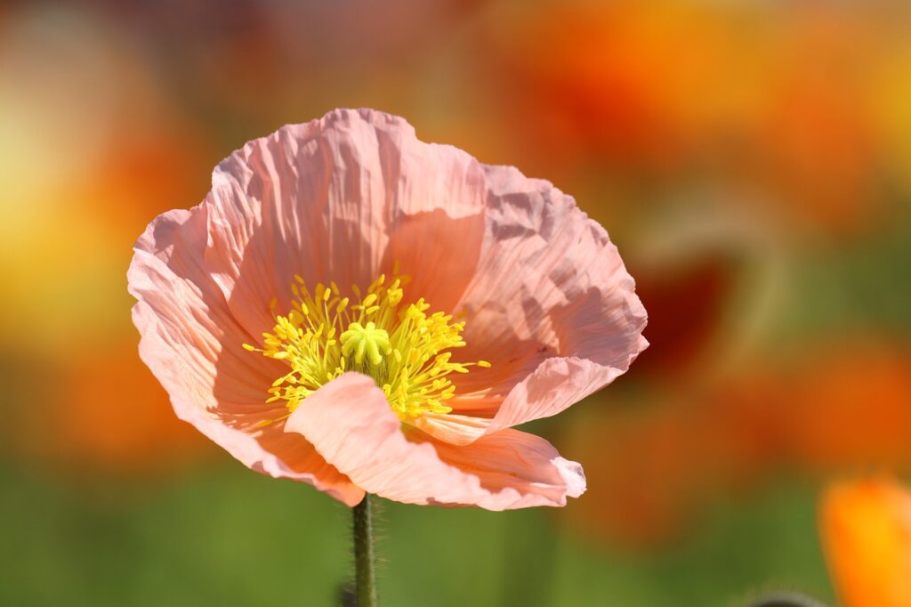 Poppy Bee Shrub Orange Meadow  - Rollstein / Pixabay