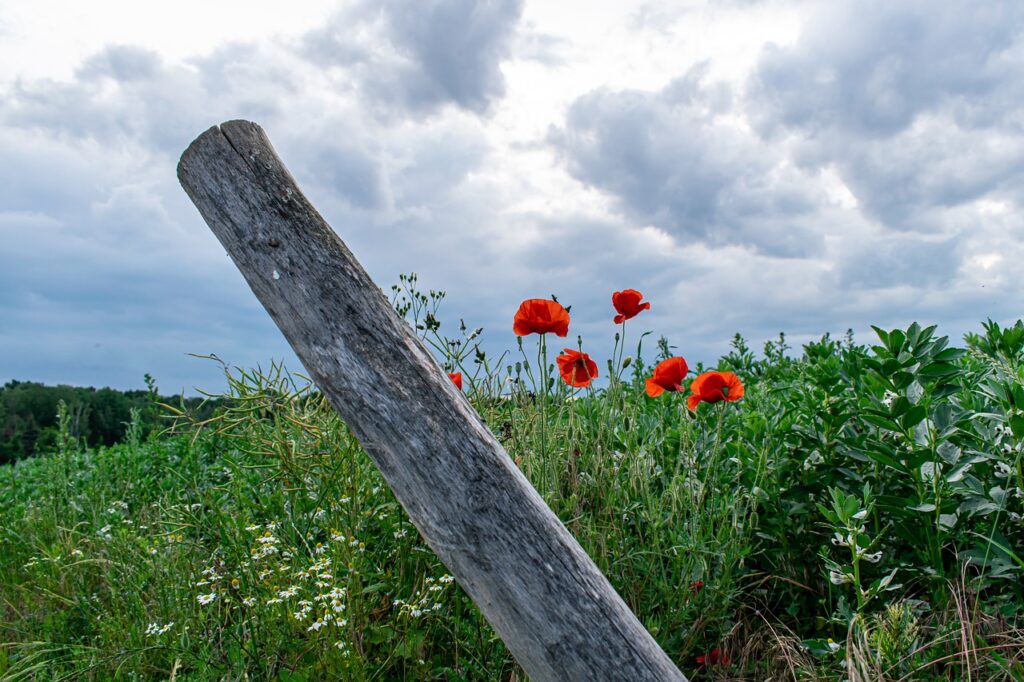 Poppy Field Edge Of Field  - Coernl / Pixabay