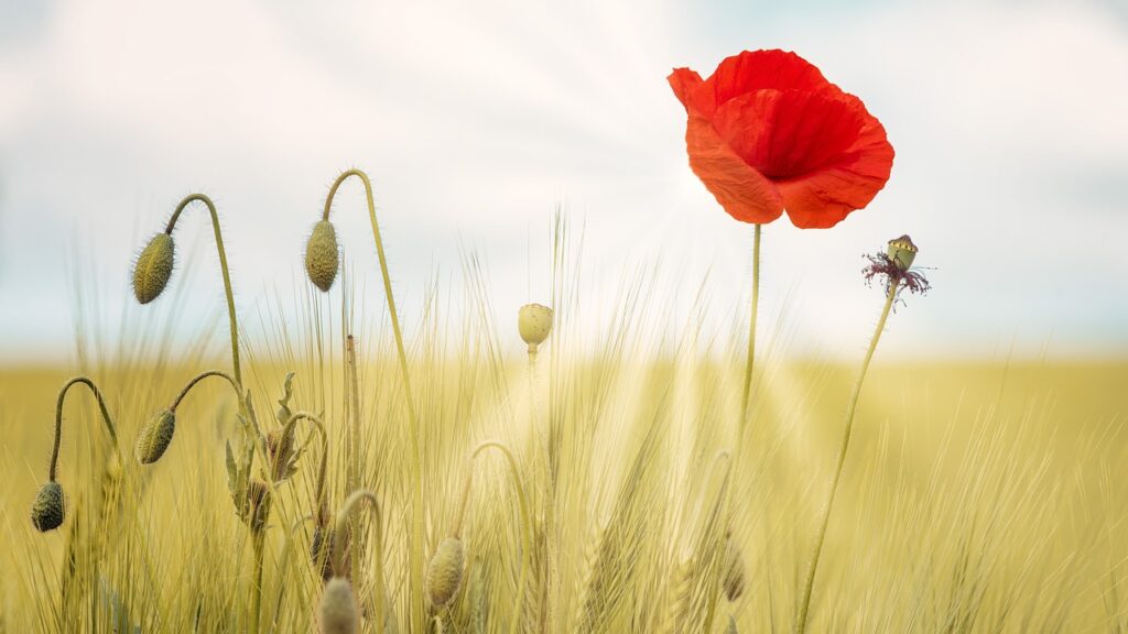 Poppy Summer Bright Flowers Nature  - jplenio / Pixabay